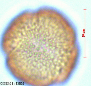 ISEM 1/Ranunculus_limoselloides_29120/Ranunculus_limoselloides_29120_0001(copy)_thumb.jpg